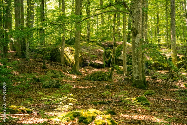 Fototapeta Grüne Atmosphäre im frischen Wald