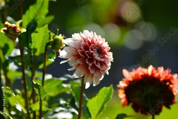 Fototapeta 公園のダリア（天竺牡丹）