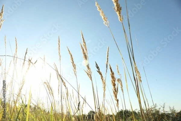 Obraz Beautiful spikelets growing on field in morning, low angle view