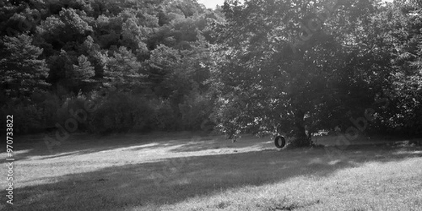 Fototapeta Beautiful Linden tree in the middle of a meadow with a car tyre used as a swing for children. Black and White