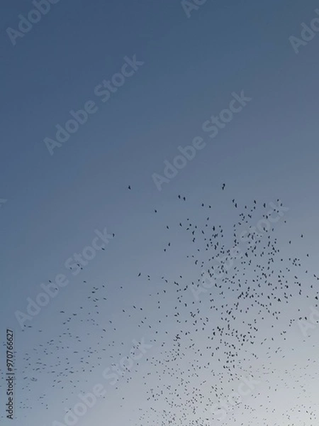 Obraz birds flying through the sky