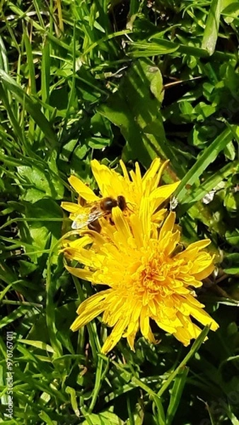Obraz Bee on a dandelion, milkweed, bee on a yellow flower