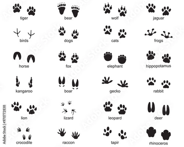 Obraz Set of footprints of wild animals, illustration of black silhouette