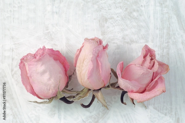 Fototapeta Three dried rose heads on white painted background