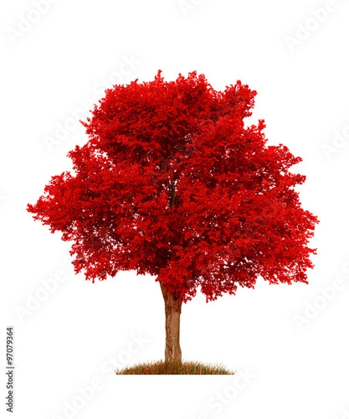 Obraz autumn red elm tree, isolated over white