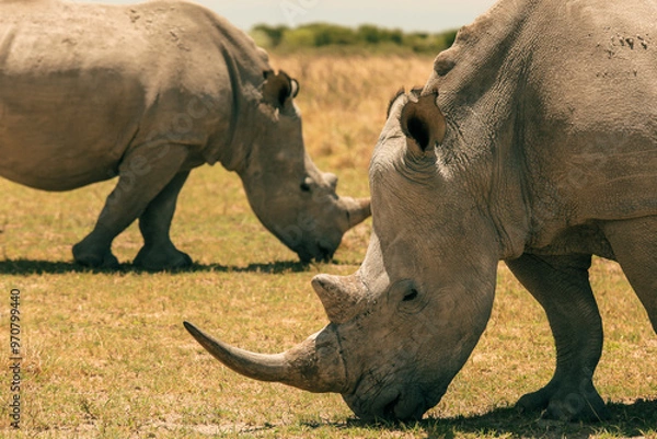 Fototapeta Exploring Botswana's savannah while observing white rhinos grazing peacefully in the afternoon sun