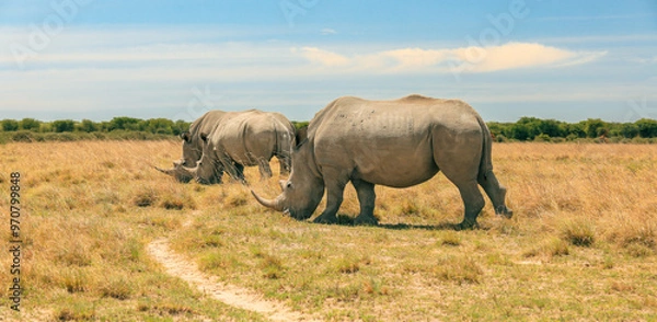 Fototapeta Exploring the vast grasslands of Botswana while observing a pair of majestic rhinoceroses during a midday safari