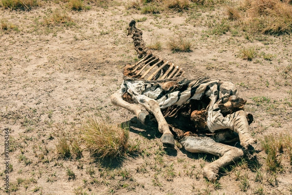 Fototapeta A decaying giraffe carcass discovered in Botswana's national park, illustrating the harsh realities of wildlife