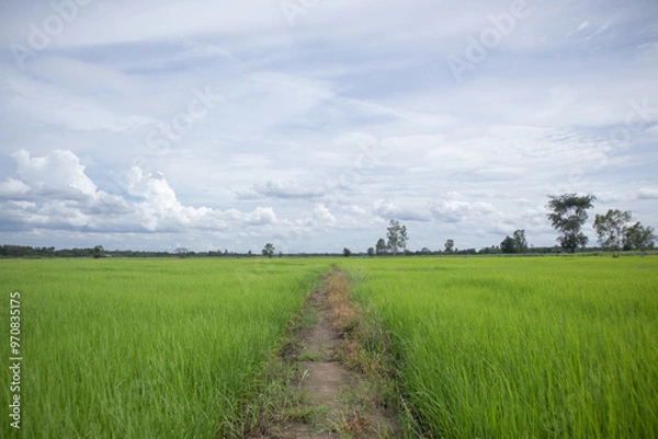 Obraz Green rice fields landscape with sky