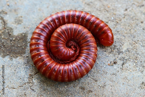 Fototapeta Millipede