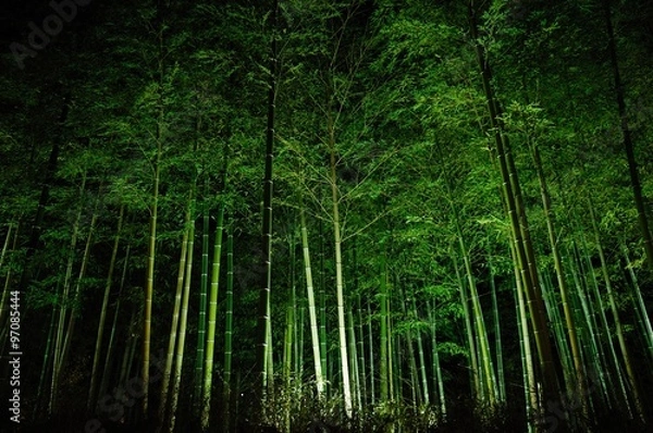 Fototapeta 竹林のライトアップ.