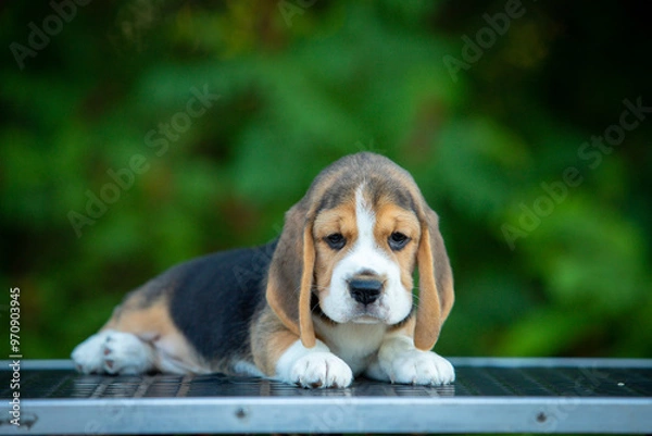 Fototapeta beagle puppy on green background