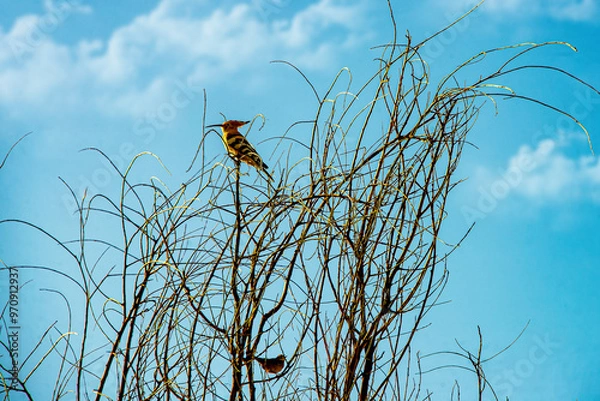 Obraz Птичка невеличка