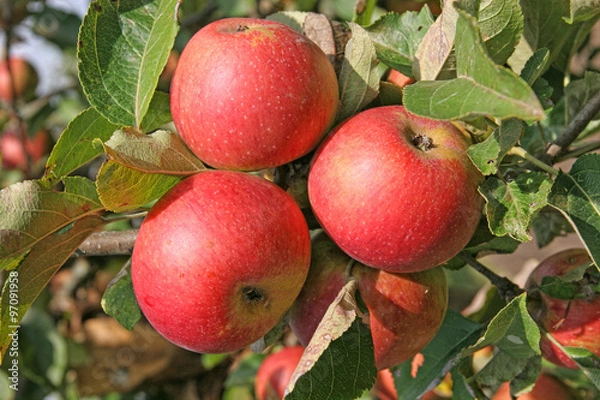 Obraz Apples