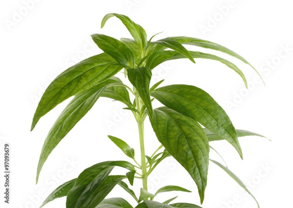 Obraz Andrographis paniculata plant on white background