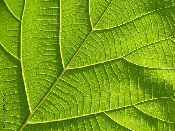 Fototapeta green leaf texture ( teak leaf )