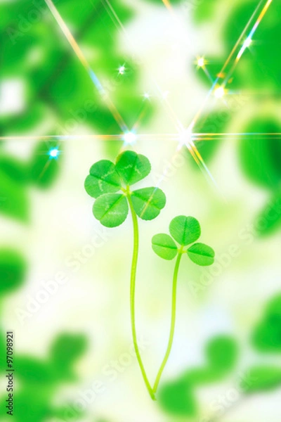 Fototapeta クローバー