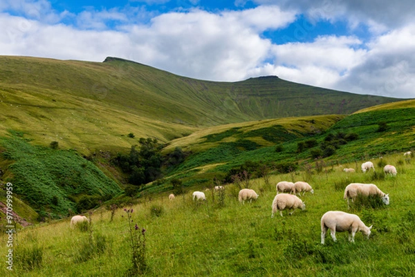 Obraz Cattle grazing below twin mountain peaks on a summers day