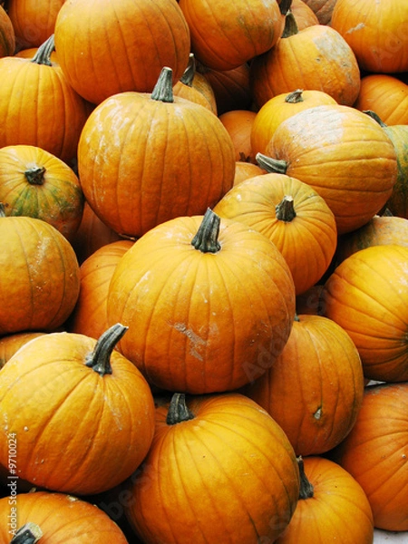 Fototapeta Kürbisse