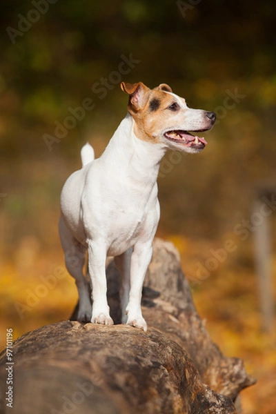 Fototapeta Amazing jack russell terrier in autumn