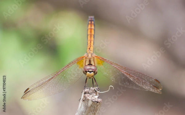 Fototapeta dragonfly
