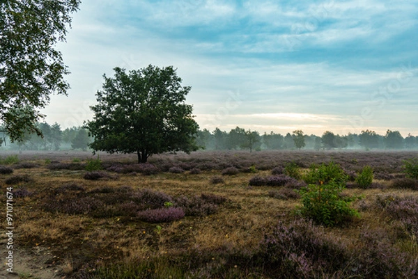 Fototapeta Morgenstimmung in der Göbelner Heide/ Oberlausitz 6