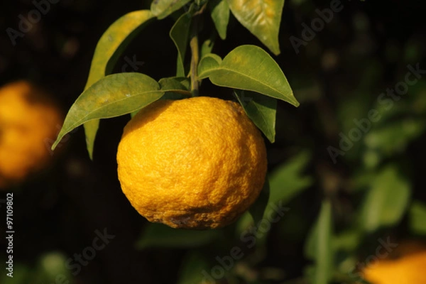 Fototapeta 花柚子