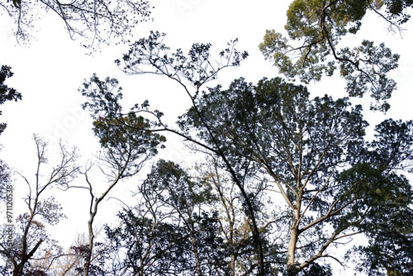 Fototapeta 紅葉の木の切り抜き