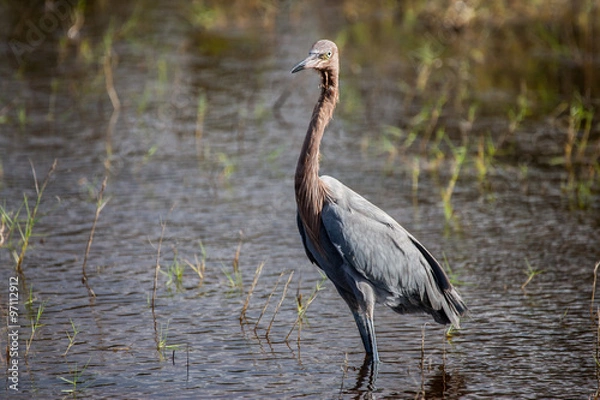 Obraz Reddish Egret