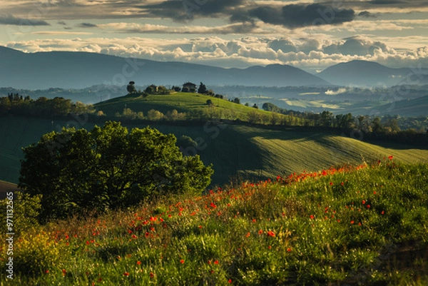 Obraz Spring view of landscapes of region Marche near Ancona during sunset. Green waves hills and lone trees make this landscape unreal.