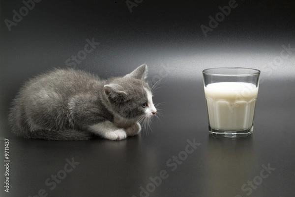Obraz gray cat to look for milk