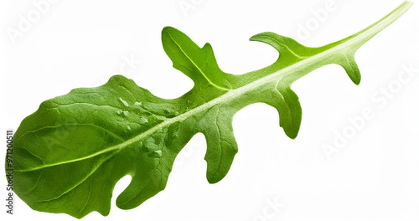 Fototapeta Green arugula on white background