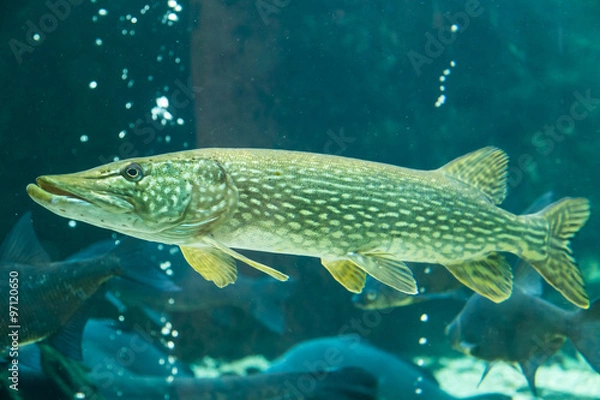 Fototapeta Pike 