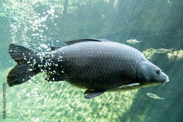 Fototapeta Carp