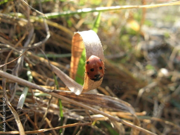 Fototapeta Mala biedronka