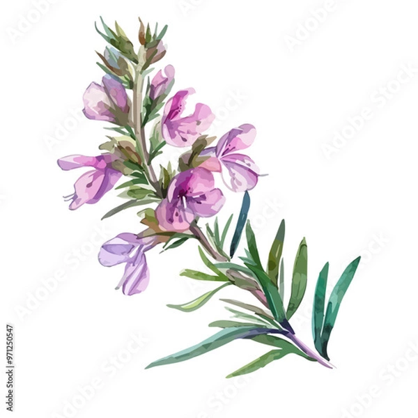 Fototapeta Watercolor illustration of Erica flower, isolated on a white background, and Erica vector