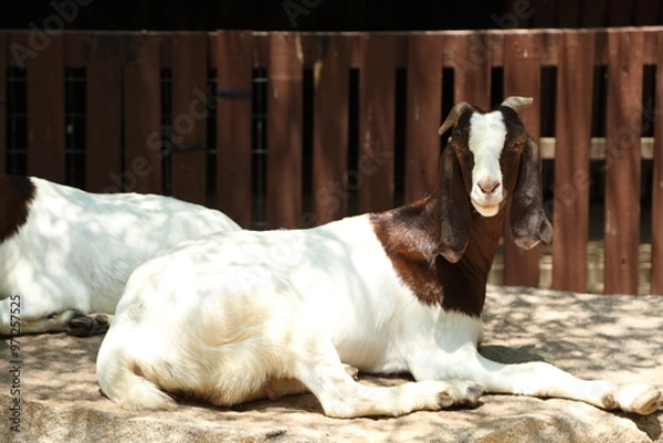 Fototapeta Farm Animal Life