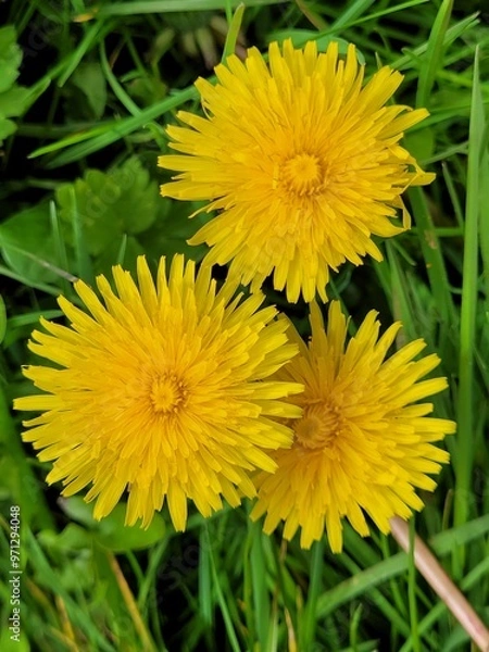 Fototapeta dandelion