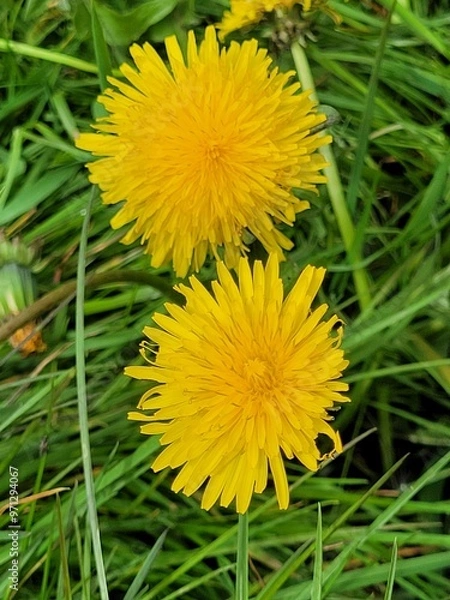 Fototapeta dandelion
