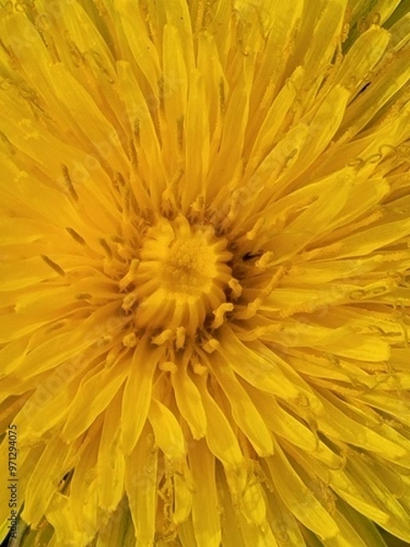 Fototapeta dandelion