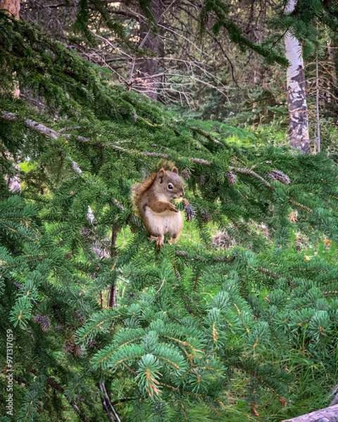 Fototapeta Munching squirrel