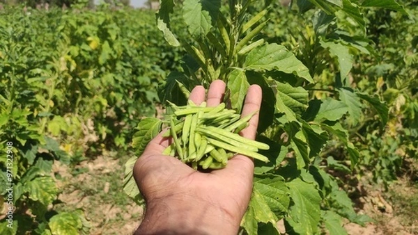 Fototapeta Cluster beans pods in the hand, close up view
