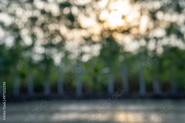 Fototapeta blurred background of abstract trees with sunlight.