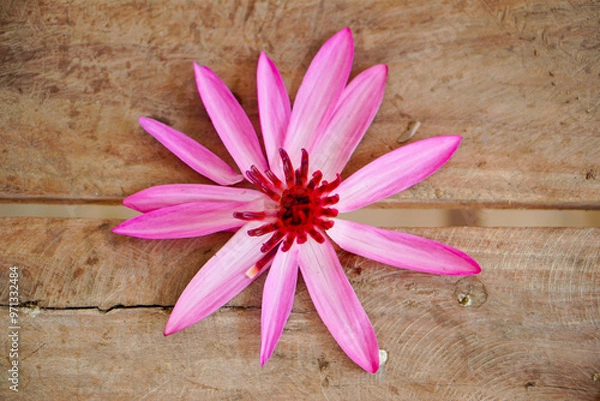 Fototapeta Pink lotus flower on wooden table background.Flat lay.