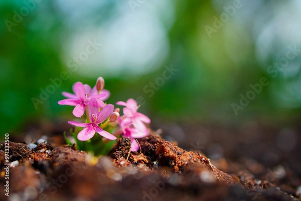 Fototapeta Close up of Pink flower and leaves in earth on blur background