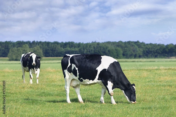 Obraz Grazing Holstein-Frisian cows in a green Dutch meadow, blue sky and clouds.