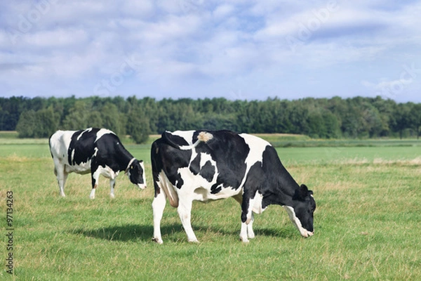 Obraz Grazing Holstein-Frisian cows in a green Dutch meadow, forest, blue sky and clouds.