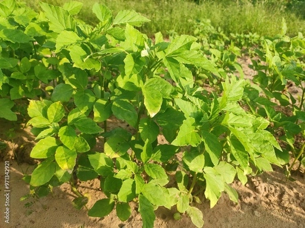 Fototapeta Green field of Cluster Beans crop, cluster beans crop plants in field