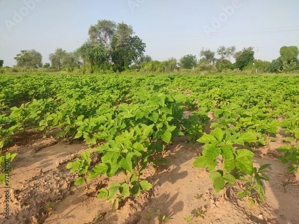 Fototapeta Green field of Cluster Beans crop, cluster beans crop plants in field