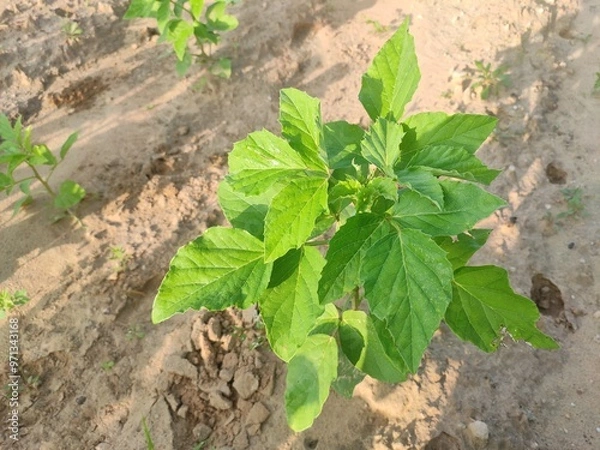 Fototapeta Green field of Cluster Beans crop, cluster beans crop plants in field